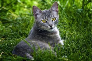 Biologisch kattenvoer