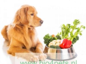 groente-hond