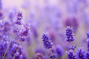 lavendel