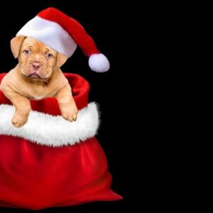 kerst-kerstmis-cadeautjes-hond-kat-baasje-fijne-feestdagen-verjaardag