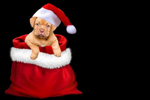 kerst-kerstmis-cadeautjes-hond-kat-baasje-fijne-feestdagen-verjaardag