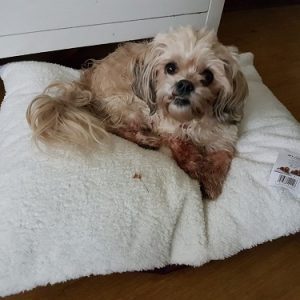 Dieren-ligkussen-honden-ligkussen-groot