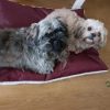 Dieren-ligkussen-honden-ligkussen-groot