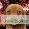 Vuurwerkmix-kat-hond