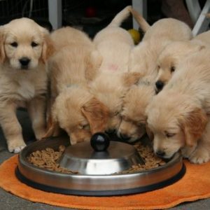 Eten, (trainings)snacks en supplementen voor puppy's