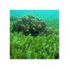 superfoods_chlorella_142
