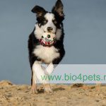 Bio4Pets Ashwatonicum- bij stress en ter verbetering van het prestatievermogen