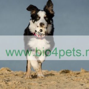 hond strand