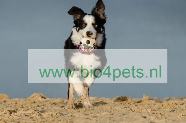 hond strand