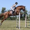 paard bewegingstelsel