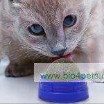 Kattenspeelgoed Natural Catnip Bal lolly met plakstrip