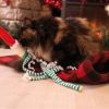 croci-kattenhengel-kerst-sneeuwman-xmas-60cm-kat