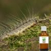 puur_natuur_bombyx_eikenprocessierups